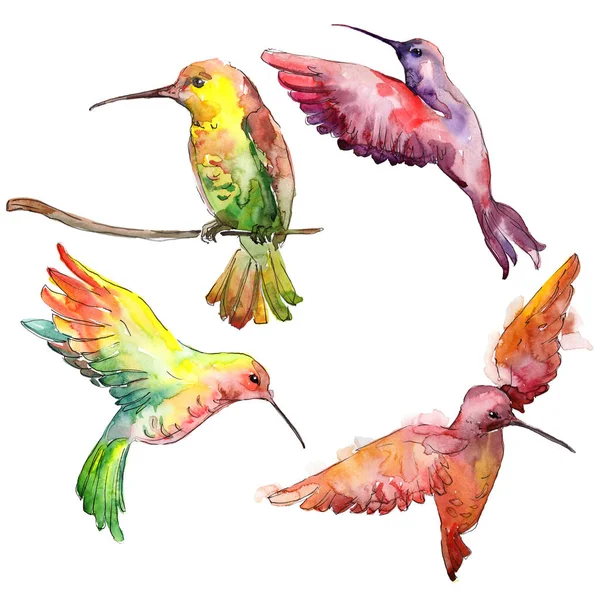 Небесные колибри в дикой природе. Набор акварельных фонов. Изолированный элемент иллюстрации колибри . — стоковое фото