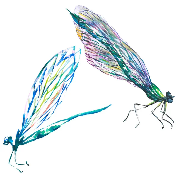 Exotische Dragonfly wilde insect. Aquarel achtergrond illustratie instellen. Geïsoleerde Dragonfly illustratie element. — Stockfoto