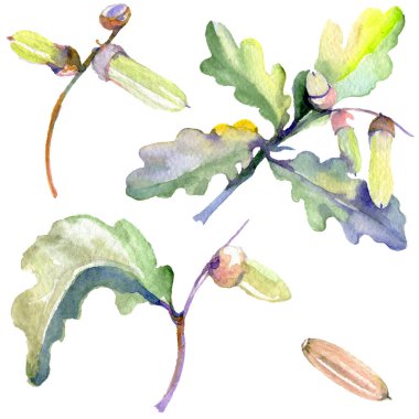 Orman meşe palamudu yeşil yaprak ve fındık. Suluboya arka plan illüstrasyon seti. Yalıtılmış meşe illüstrasyon elemanı.