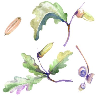 Orman meşe palamudu yeşil yaprak ve fındık. Suluboya arka plan illüstrasyon seti. Yalıtılmış meşe illüstrasyon elemanı.