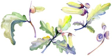 Orman meşe palamudu yeşil yaprak ve fındık. Suluboya arka plan illüstrasyon seti. Yalıtılmış meşe illüstrasyon elemanı.