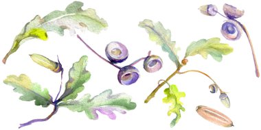 Orman meşe palamudu yeşil yaprak ve fındık. Suluboya arka plan illüstrasyon seti. Yalıtılmış meşe illüstrasyon elemanı.