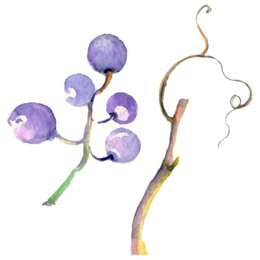 Üzüm berry sağlıklı gıda izole bir suluboya tarzında. Suluboya arka plan ayarlamak. İzole meyve illüstrasyon öğesi.