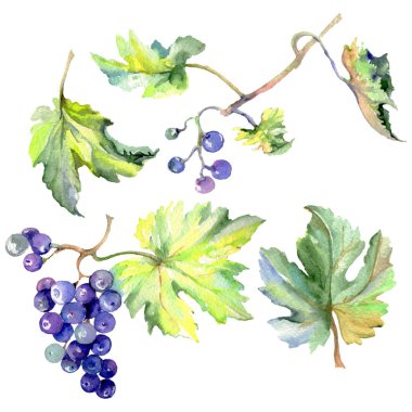 Üzüm berry sağlıklı gıda izole bir suluboya tarzında. Suluboya arka plan ayarlamak. İzole meyve illüstrasyon öğesi.