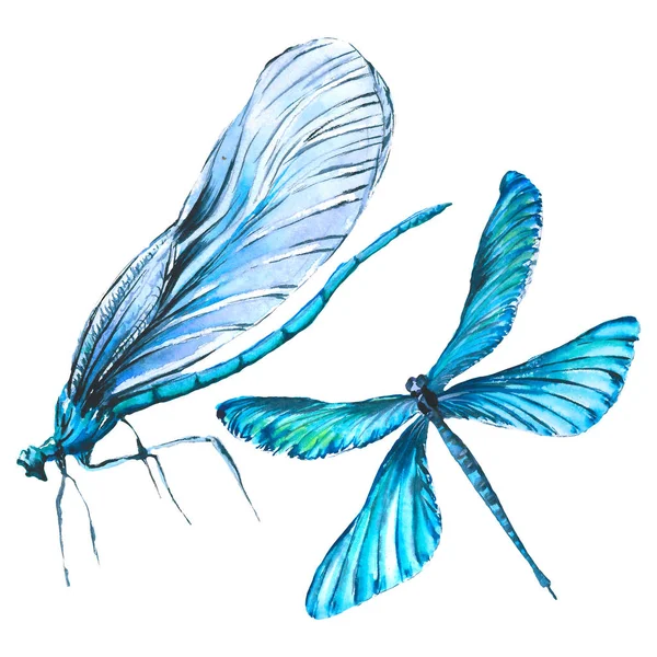 Exotische Dragonfly wilde insect. Aquarel achtergrond illustratie instellen. Geïsoleerde Dragonfly illustratie element. — Stockfoto