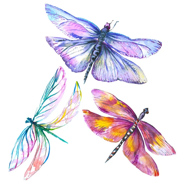 Inseto selvagem de libélula exótica. Conjunto de ilustração de fundo aquarela. Isolado libélula ilustração elemento . — Fotografia de Stock