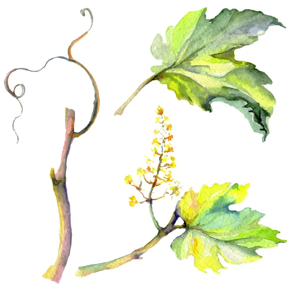 Gałąź zielonych liści winorośli. Akwarela zestaw ilustracji tła. Izolowany element ilustracji winogronowych. — Zdjęcie stockowe