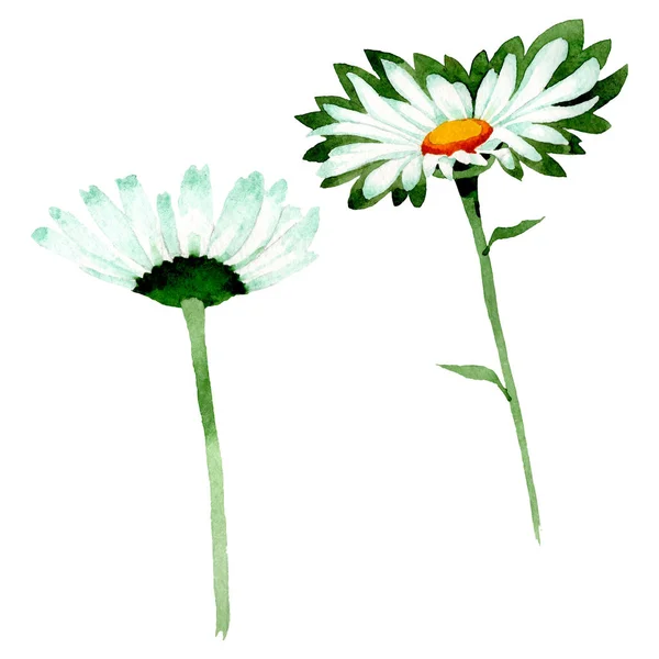 Vit Daisy blommiga botaniska blommor. Akvarell bakgrund illustration uppsättning. Isolerade prästkragar illustration element. — Stockfoto