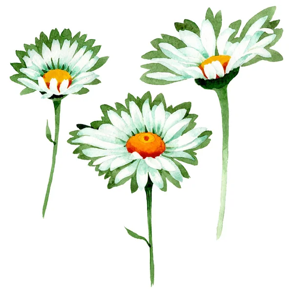 Fehér százszorszép virágos botanikus virágok. Akvarell háttér illusztráció meg. Az elszigetelt százszorok illusztrációs eleme. — Stock Fotó