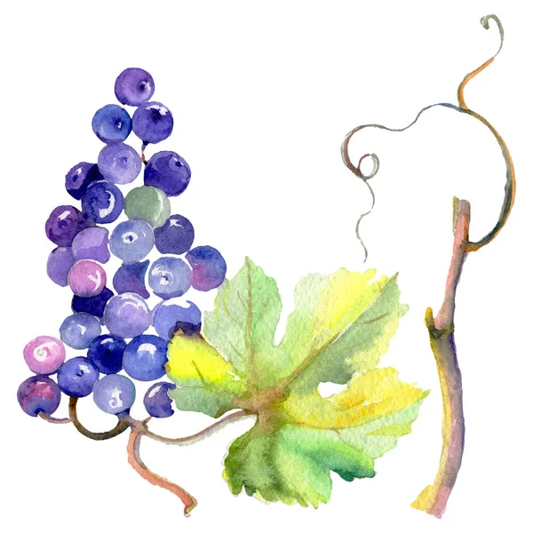 Grape berry hälsosam mat i akvarell stil isolerade. Akvarell bakgrunden set. Isolerade frukt illustration element. — Stockfoto