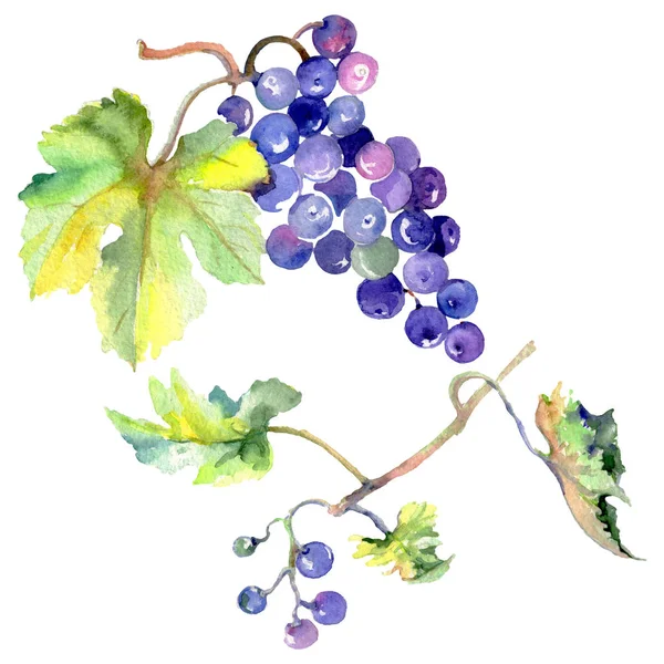Grape berry hälsosam mat i akvarell stil isolerade. Akvarell bakgrunden set. Isolerade frukt illustration element. — Stockfoto