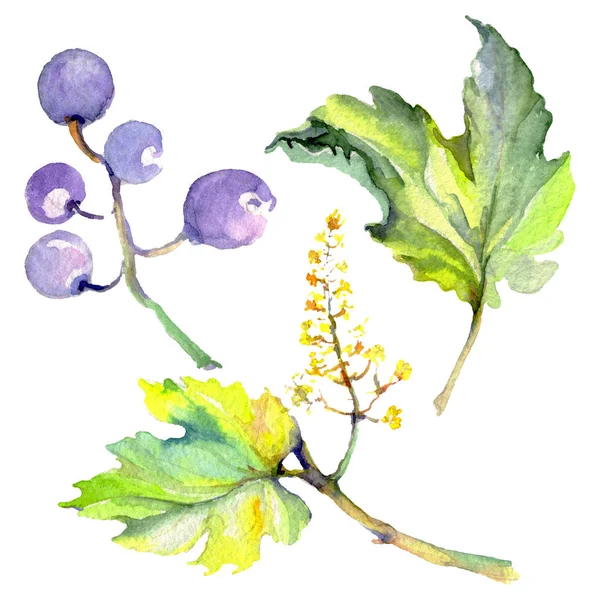 Fruta de uva comida saudável em um estilo aquarela isolado. Conjunto de fundo aquarela. Elemento de ilustração isolado do fruto . — Fotografia de Stock