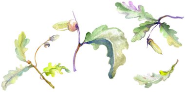 Orman meşe palamudu yeşil yaprak ve fındık. Suluboya arka plan illüstrasyon seti. Yalıtılmış meşe illüstrasyon elemanı.