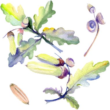 Orman meşe palamudu yeşil yaprak ve fındık. Suluboya arka plan illüstrasyon seti. Yalıtılmış meşe illüstrasyon elemanı.