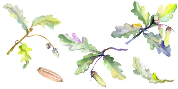 Leśny żołądź zielony liść i orzech. Akwarela zestaw ilustracji tła. Element ilustracji z izolowanym Dębem. — Zdjęcie stockowe