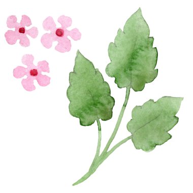 Pansies botanik çiçekleri ile süs. Suluboya arka plan illüstrasyon seti. Yalıtılmış viyola illüstrasyon öğesi.