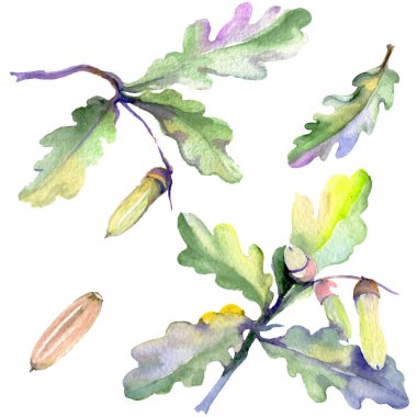 Orman meşe palamudu yeşil yaprak ve fındık. Suluboya arka plan illüstrasyon seti. Yalıtılmış meşe illüstrasyon elemanı.