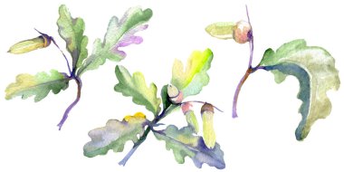 Orman meşe palamudu yeşil yaprak ve fındık. Suluboya arka plan illüstrasyon seti. Yalıtılmış meşe illüstrasyon elemanı.