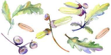 Orman meşe palamudu yeşil yaprak ve fındık. Suluboya arka plan illüstrasyon seti. Yalıtılmış meşe illüstrasyon elemanı.