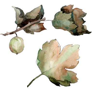 Bir suluboya tarzı izole Bektaşi üzümü sağlıklı gıda. Suluboya arka plan seti. İzole berry illüstrasyon elemanı.