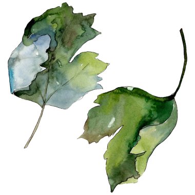 Bir suluboya tarzı izole Bektaşi üzümü sağlıklı gıda. Suluboya arka plan seti. İzole berry illüstrasyon elemanı.