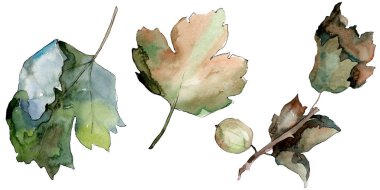 Bir suluboya tarzı izole Bektaşi üzümü sağlıklı gıda. Suluboya arka plan seti. İzole berry illüstrasyon elemanı.