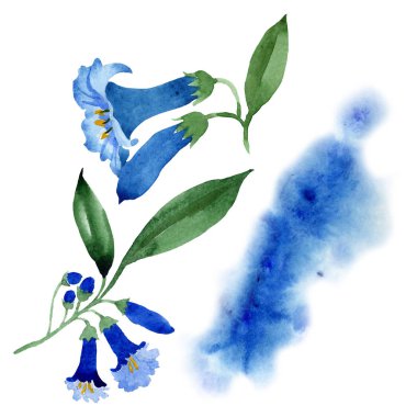 Mavi brugmansia çiçek botanik çiçekleri. Suluboya arka plan seti. İzole brugmansia illüstrasyon elemanı.