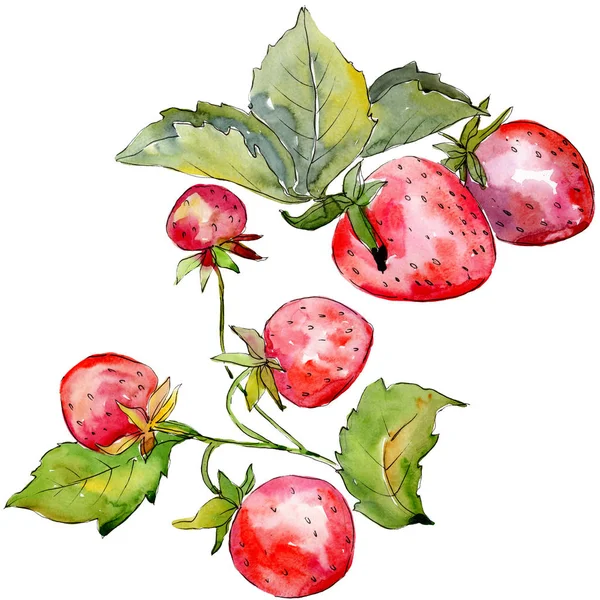 イチゴの健康的な食べ物は、水彩画スタイルで孤立しています。水彩画の背景セット。絶縁ベリーイラスト要素. — ストック写真