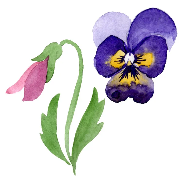 Ozdoba s panty botanické květiny. Vodný obrázek pozadí-barevný. Ojedinělý ilustrací element Viola. — Stock fotografie
