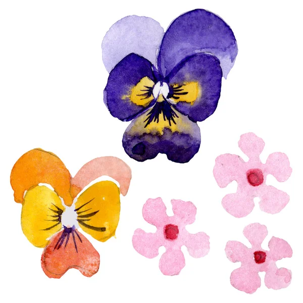 Dísz az árvácskák botanikai virágok. Akvarell háttér illusztráció meg. Az izolált Brácsa illusztrációs elem. — Stock Fotó