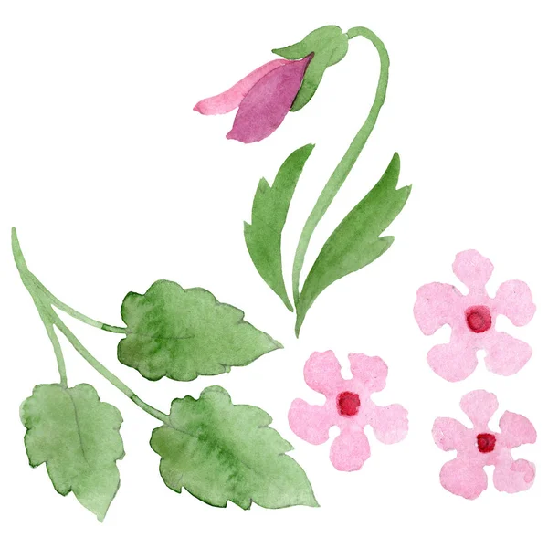 Pansies botanik çiçekleri ile süs. Suluboya arka plan illüstrasyon seti. Yalıtılmış viyola illüstrasyon öğesi. — Stok fotoğraf