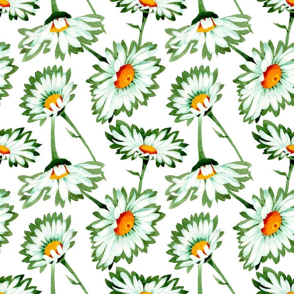 Vit Daisy blommiga botaniska blommor. Akvarell bakgrund illustration uppsättning. Sömlöst bakgrundsmönster. — Stockfoto