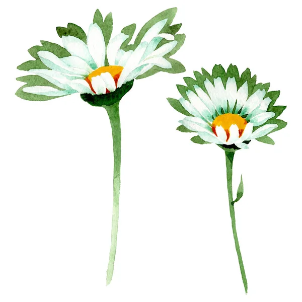 Fehér százszorszép virágos botanikus virágok. Akvarell háttér illusztráció meg. Az elszigetelt százszorok illusztrációs eleme. — Stock Fotó