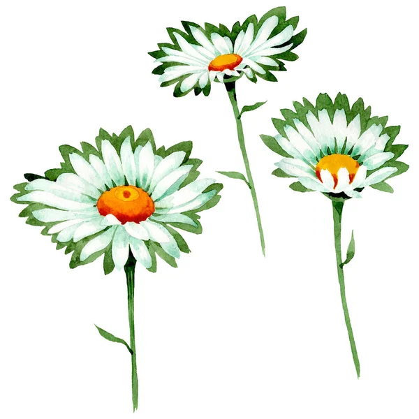 Vit Daisy blommiga botaniska blommor. Akvarell bakgrund illustration uppsättning. Isolerade prästkragar illustration element. — Stockfoto