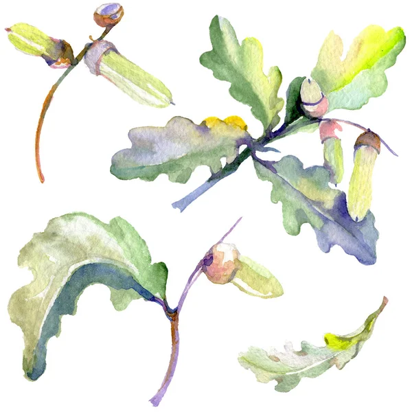 森のドングリの緑の葉とナッツ。●水彩背景イラストセット。孤立したオークのイラスト要素. — ストック写真