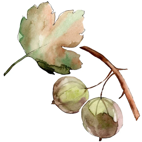 Gooseberry alimentation saine dans un style aquarelle isolé. Ensemble de fond aquarelle. Élément d'illustration de baies isolé . — Photo