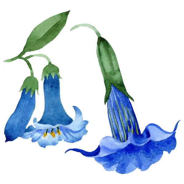 Brugmansia azul flores botánicas florales. Conjunto de fondo acuarela. Elemento ilustrativo de brugmansia aislada . — Foto de Stock