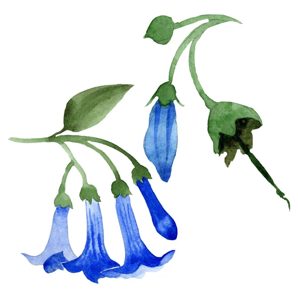 Niebieski Brugmansia kwiatowy kwiatów botanicznych. Zestaw tła akwarelowego. Izolowane Brugmansia element ilustracji. — Zdjęcie stockowe