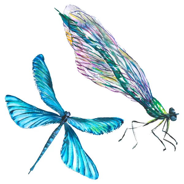Insecte sauvage exotique libellule. Ensemble d'illustration de fond aquarelle. Elément d'illustration isolé libellule . — Photo