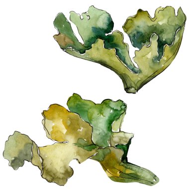 Yeşil su altı doğa mercan resifi. Suluboya arka plan seti. İzole mercan illüstrasyon elemanı.