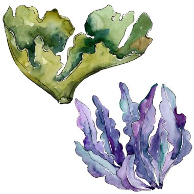 Yeşil ve mavi su altı doğa mercan resifi. Suluboya arka plan seti. İzole mercan illüstrasyon elemanı.