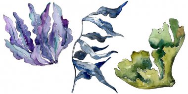 Yeşil ve mavi su altı doğa mercan resifi. Suluboya arka plan seti. İzole mercan illüstrasyon elemanı.