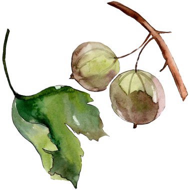 Bir suluboya tarzı izole Bektaşi üzümü sağlıklı gıda. Suluboya arka plan seti. İzole berry illüstrasyon elemanı.