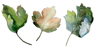 Bir suluboya tarzı izole Bektaşi üzümü sağlıklı gıda. Suluboya arka plan seti. İzole berry illüstrasyon elemanı.