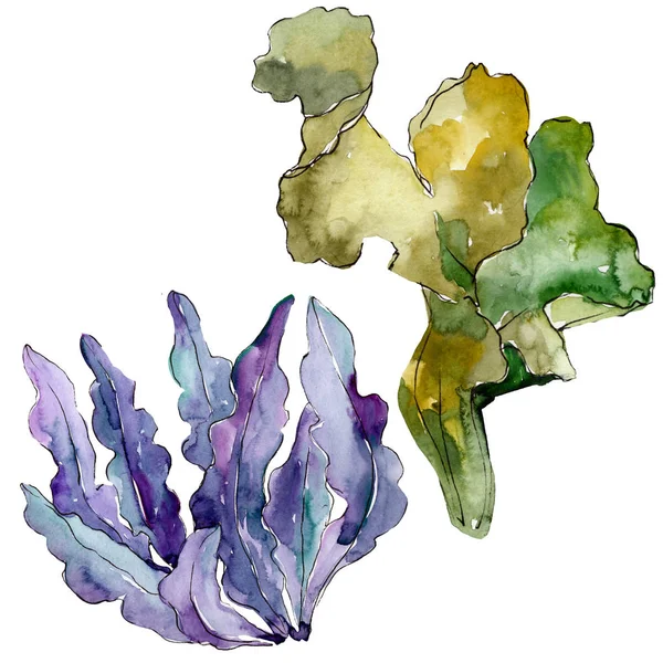 Πράσινο και μπλε υδρόβια υποβρύχια φύση κοραλλιογενή ύφαλο. Σετ φόντου για υδατογραφήματα. Μεμονωμένο στοιχείο απεικόνισης κοραλλιών. — Φωτογραφία Αρχείου