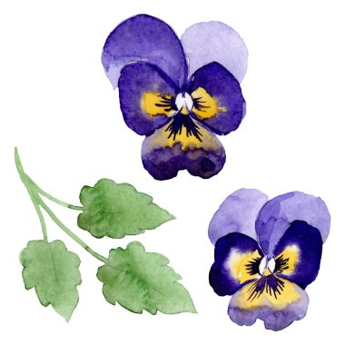 Pansies botanik çiçekleri ile süs. Suluboya arka plan illüstrasyon seti. Yalıtılmış viyola illüstrasyon öğesi.