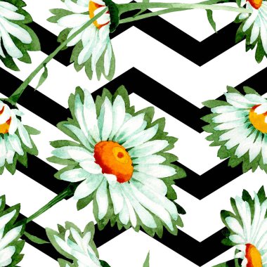 Beyaz papatya çiçek botanik çiçekler. Suluboya arka plan illüstrasyon seti. Kesintisiz arka plan deseni.