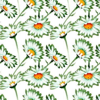 Beyaz papatya çiçek botanik çiçekler. Suluboya arka plan illüstrasyon seti. Kesintisiz arka plan deseni.