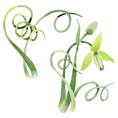 Albuca canadensis çiçek botanik çiçekler. Suluboya arka plan seti. İzole albuca illüstrasyon elemanı.
