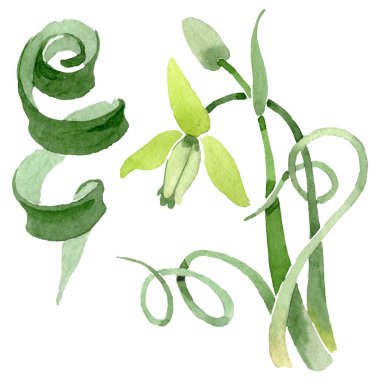 Albuca canadensis çiçek botanik çiçekler. Suluboya arka plan seti. İzole albuca illüstrasyon elemanı.